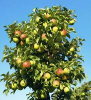 ai generiert ein Apfel Baum mit Apfel gegen ein Blau Himmel foto