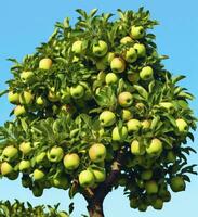 ai generiert ein Apfel Baum mit Apfel gegen ein Blau Himmel foto