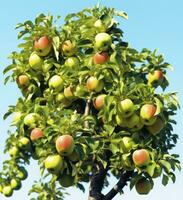 ai generiert ein Apfel Baum mit Apfel gegen ein Blau Himmel foto