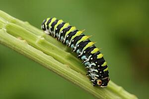 ai generiert Raupe Schwalbenschwanz Schmetterling. generiert ai. foto