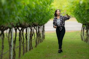 Porträt von ein jung Frau im das Weinberg mit wenig Trauben foto