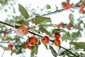 rot klein wild Äpfel mit Grün Blätter auf Ast bedeckt mit Schnee und Eis. Unterseite Sicht. foto