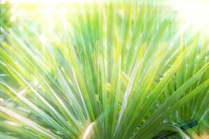 tropisch Palme Blatt im das Sonne. Blumen- exotisch Hintergrund. foto