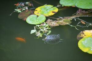 Schildkröte schwimmt im ein künstlich Teich, oben Sicht. foto