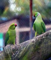 Papageien sind Sitzung auf ein Baum Ast im ein Zoo, schließen hoch. foto