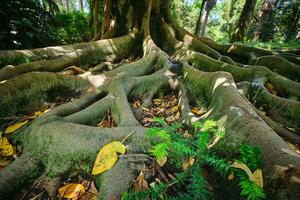 Ficus Macrophylla Kofferraum und Wurzeln schließen oben foto