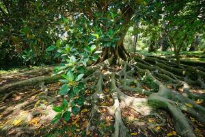 Ficus Macrophylla Kofferraum und Wurzeln schließen oben foto