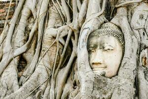 ein Buddha Kopf ist im das Wurzeln von ein Baum foto