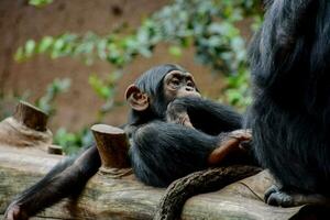 Schimpanse Sitzung auf ein Log mit ein Baby foto