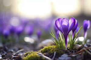 ai generiert Frühling lila Krokus Blume. ai generiert foto