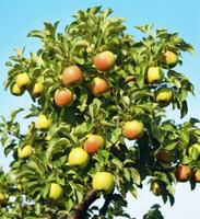 ai generiert ein schön Grün Apfel Baum. ai generiert foto