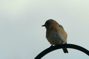 diese süß wenig Drossel saß thront auf das Hirten Haken. das wenig Vogel war Kommen im zum etwas Lebensmittel. seine rostig Orange und Weiß Bauch hat ein ziemlich aussehen gegen das Blau Gefieder von das Vogel. foto