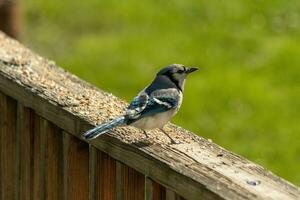 diese süß wenig Blau Jay kam zu das Geländer von meine Deck das andere Tag etwas Vogelfutter. seine schön Schwarz, Blau, und Weiß kariert Körper Ja wirklich steht aus. ich Liebe seine wenig Irokesenschnitt. foto