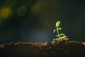 Geld und Baum wachsen oben zu Speichern Geld Konzept foto