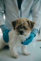 Tierarzt Prüfung Hund und Katze. Hündchen und Kätzchen beim Tierarzt Arzt. Tier Klinik. Haustier prüfen oben und Impfung. Gesundheit Pflege. foto