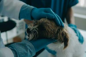 Tierarzt Prüfung Hund und Katze. Hündchen und Kätzchen beim Tierarzt Arzt. Tier Klinik. Haustier prüfen oben und Impfung. Gesundheit Pflege. foto