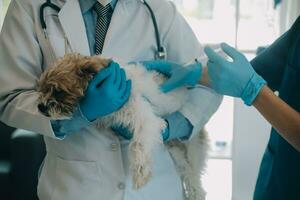 Tierarzt Prüfung Hund und Katze. Hündchen und Kätzchen beim Tierarzt Arzt. Tier Klinik. Haustier prüfen oben und Impfung. Gesundheit Pflege. foto