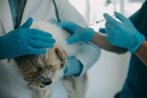 Tierarzt Prüfung Hund und Katze. Hündchen und Kätzchen beim Tierarzt Arzt. Tier Klinik. Haustier prüfen oben und Impfung. Gesundheit Pflege. foto