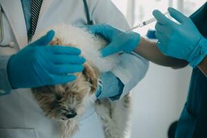 Tierarzt Prüfung Hund und Katze. Hündchen und Kätzchen beim Tierarzt Arzt. Tier Klinik. Haustier prüfen oben und Impfung. Gesundheit Pflege. foto