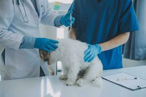 Tierarzt Prüfung Hund und Katze. Hündchen und Kätzchen beim Tierarzt Arzt. Tier Klinik. Haustier prüfen oben und Impfung. Gesundheit Pflege. foto