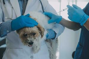 Tierarzt Prüfung Hund und Katze. Hündchen und Kätzchen beim Tierarzt Arzt. Tier Klinik. Haustier prüfen oben und Impfung. Gesundheit Pflege. foto