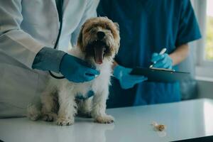 Tierarzt Prüfung Hund und Katze. Hündchen und Kätzchen beim Tierarzt Arzt. Tier Klinik. Haustier prüfen oben und Impfung. Gesundheit Pflege. foto