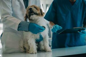 Tierarzt Prüfung Hund und Katze. Hündchen und Kätzchen beim Tierarzt Arzt. Tier Klinik. Haustier prüfen oben und Impfung. Gesundheit Pflege. foto