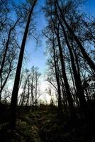 malerische Aussicht auf den Wald foto