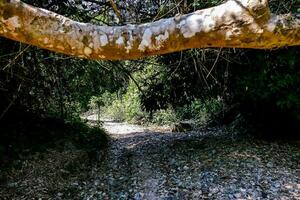 malerische Aussicht auf den Wald foto