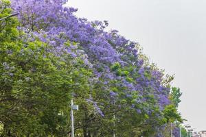 schöne lila jacaranda zierbäume an der straße katmandu nepal. foto