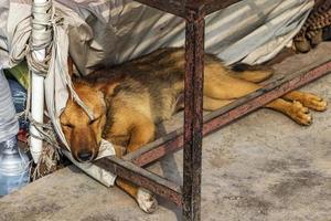 Hund schläft unter dem Tisch. Ringstraße, Gaucharan, Kathmandu, Nepal. foto