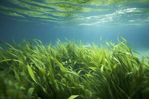 ai generiert unter Wasser Aussicht von ein Gruppe von Meeresboden mit Grün Seegras. ai generiert foto