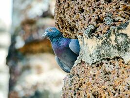 ein Taube späht aus von hinter ein Felsen foto