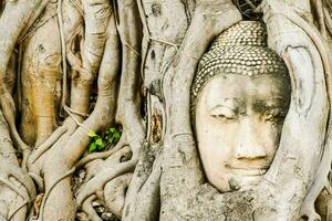 ein Buddha Kopf ist versteckt im das Wurzeln von ein Baum foto