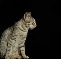 indisch schön inländisch Katze Sitzung auf schwarz Hintergrund foto