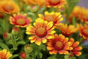 ai generiert Gaillardia oder Decke Blume. hell und bunt Schatten von warm Töne. ai generiert foto