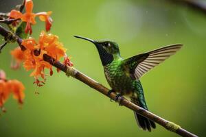 ai generiert Kolibri im Costa rica. ai generiert. foto