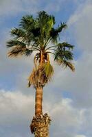 ein Palme Baum mit ein Blau Himmel im das Hintergrund foto