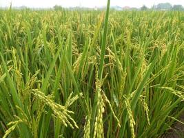 gelber Paddy-Reissamen mit Reisfeldern im Hintergrund foto