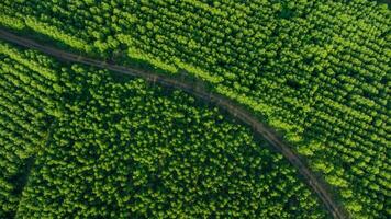 Luftaufnahme der Eukalyptusplantage in Thailand. Draufsicht auf Anbauflächen oder landwirtschaftliche Flächen in der Gärtnerei im Freien. Anbaugeschäft. natürlicher Landschaftshintergrund. foto