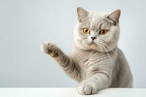 ai generiert britisch kurzes Haar Katze mit Pfote angehoben auf Weiß Hintergrund foto