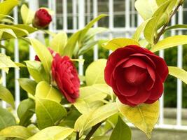 schön rot Rosen oder Kamelie japonica im das Garten foto