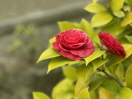schön rot Rosen oder Kamelie japonica im das Garten foto