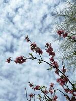 Ast von Blühen Baum auf ein Blau Himmel Hintergrund foto