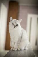 Erwachsene Katze Stammbaum schottisch Chinchilla Gerade Ohren foto