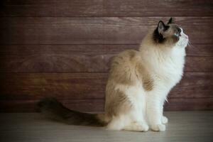 jung schön reinrassig Ragdoll Katze beim Zuhause foto