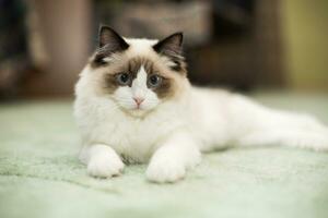 schön jung Weiß reinrassig Ragdoll Katze mit Blau Augen foto