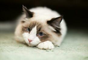 schön jung Weiß reinrassig Ragdoll Katze mit Blau Augen foto