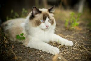 schön jung Katze von Ragdoll Rasse Spaziergänge auf draußen foto