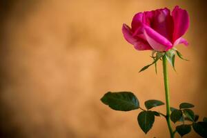 Blumen von schön Blühen rot Rose auf braun Hintergrund foto